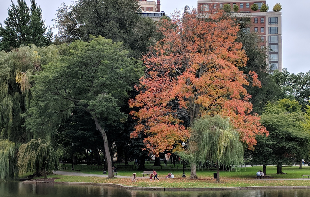 Tree with orange leaves in the Boston Public Garden