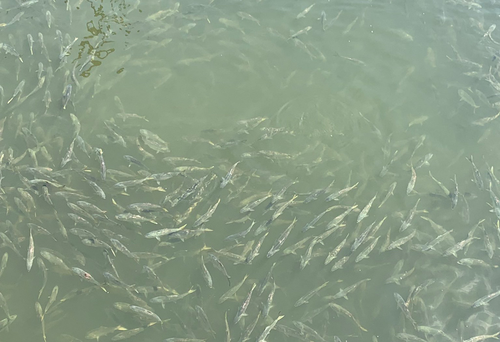 A lot of fish in the Charles River