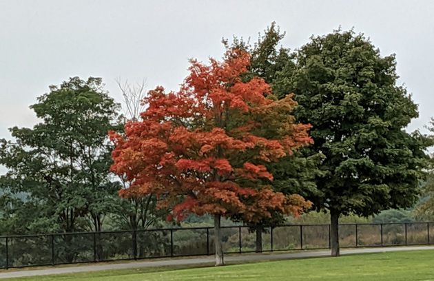 Orange tree at Millennium Park