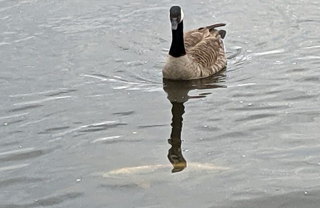 Goose and koi