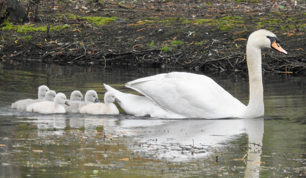 Swan and cynets on the Charles River