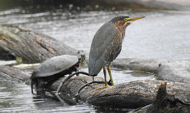 Turtle and green heron at Millennium Park in West Roxbury