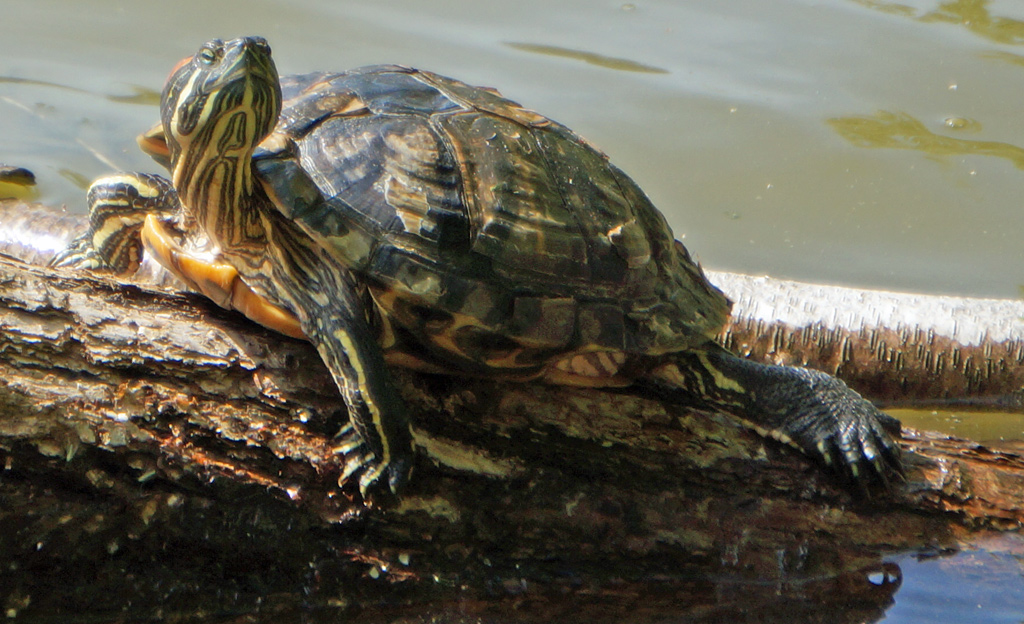 Turtle at Jamaica Pond