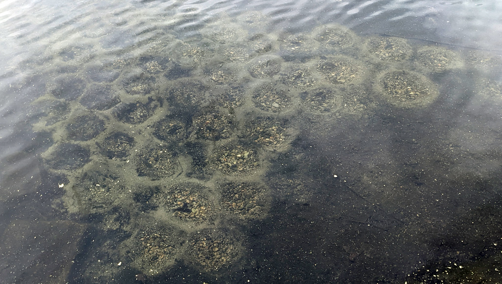 Bluegill nests in Jamaica Pond