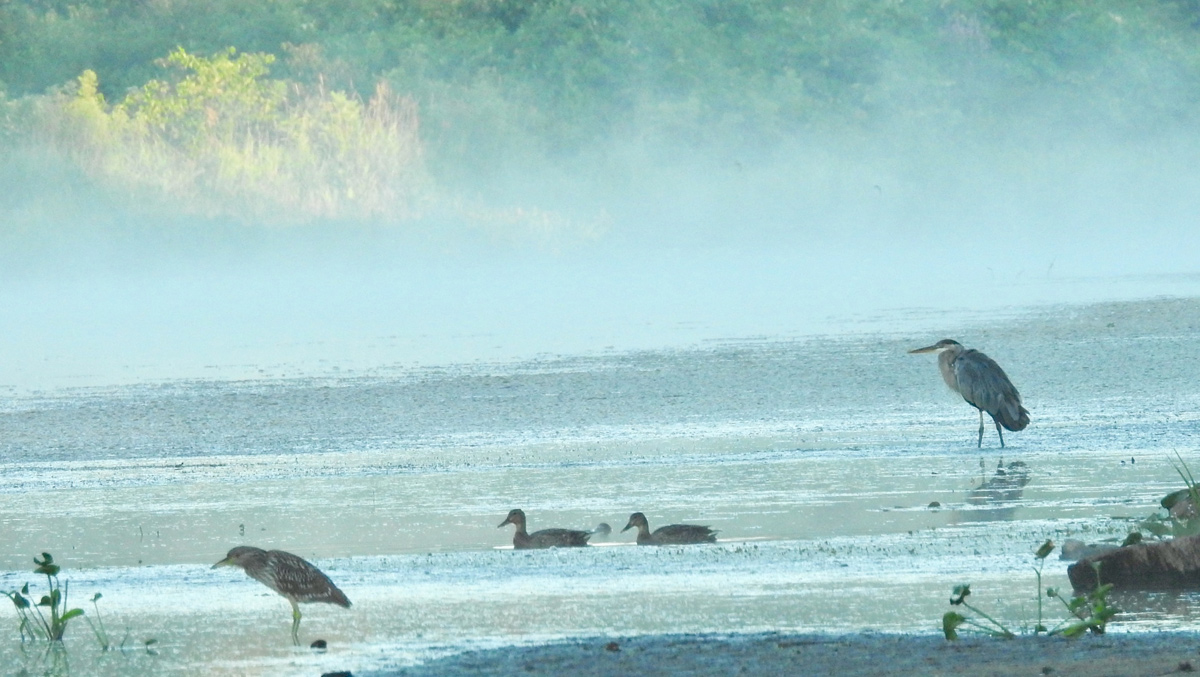 Herons and ducks on the Charles River at Millennium Park