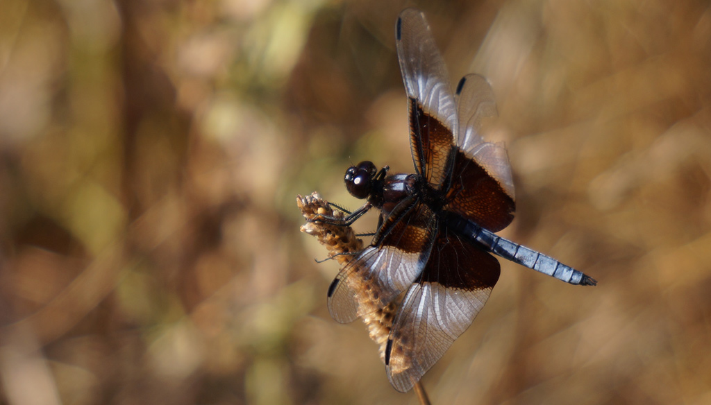 Dragonfly at Jamaica Pond