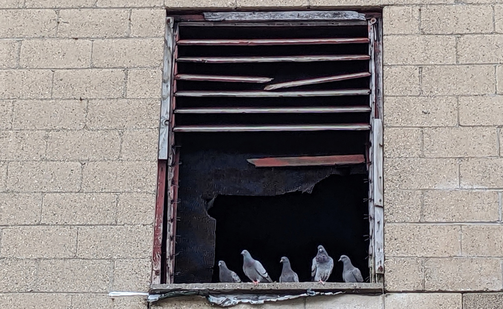 Pigeons