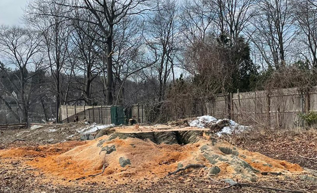 Where a 150-year tree used to be