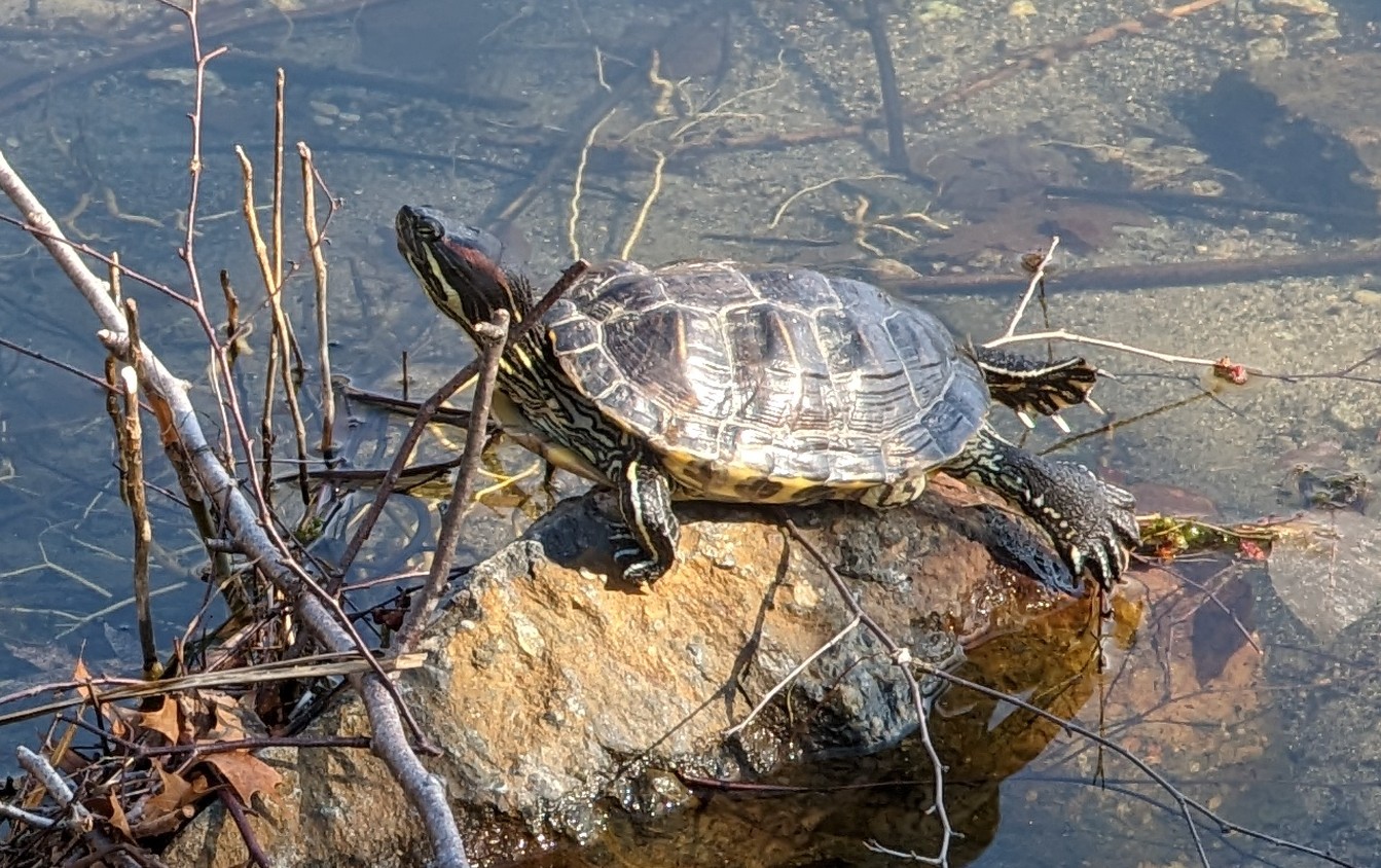 Turtle in Jamaica Pond