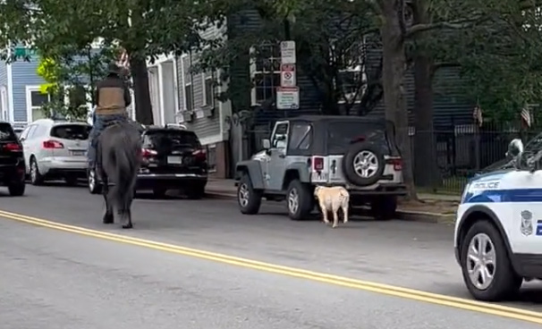 A horse, a dog and a police escort on Bunker Hill Street