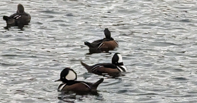 Hooded mergansers