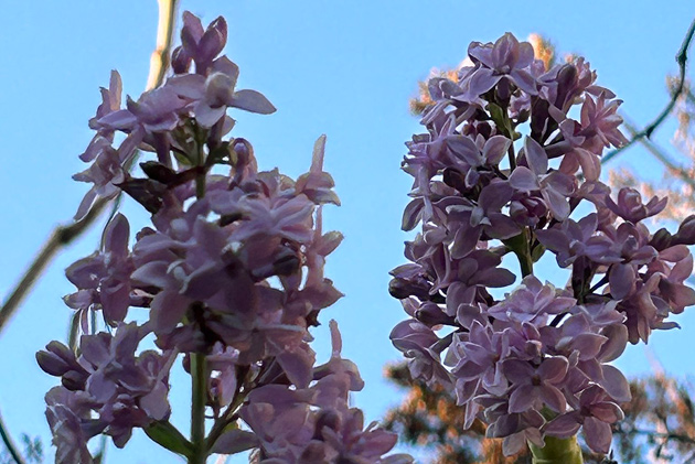 Lilacs in bloom in Hyde Park