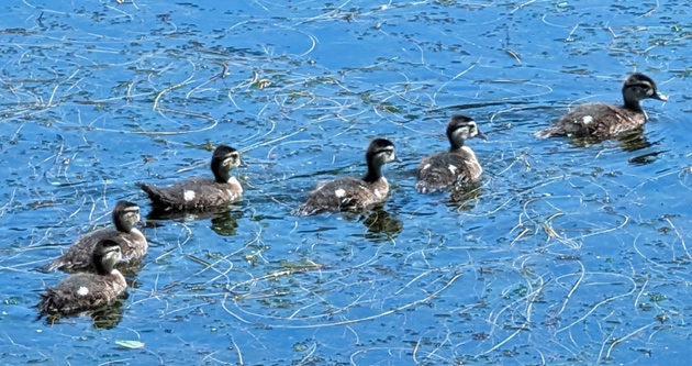 Baby wood ducks growing up fast