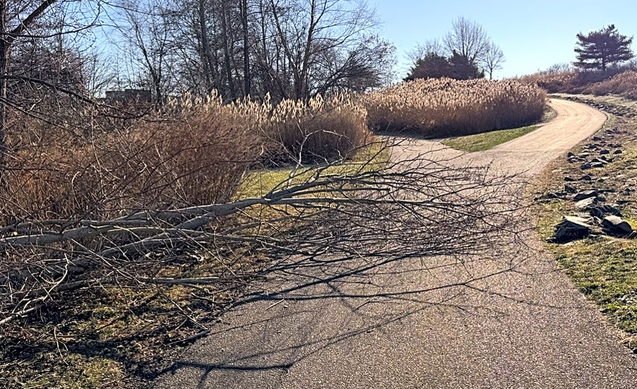 Tree across path at Millennium Park