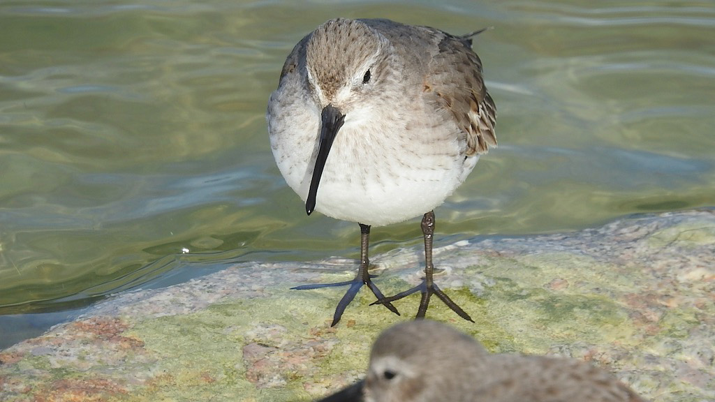 Dunlin at Castle Island