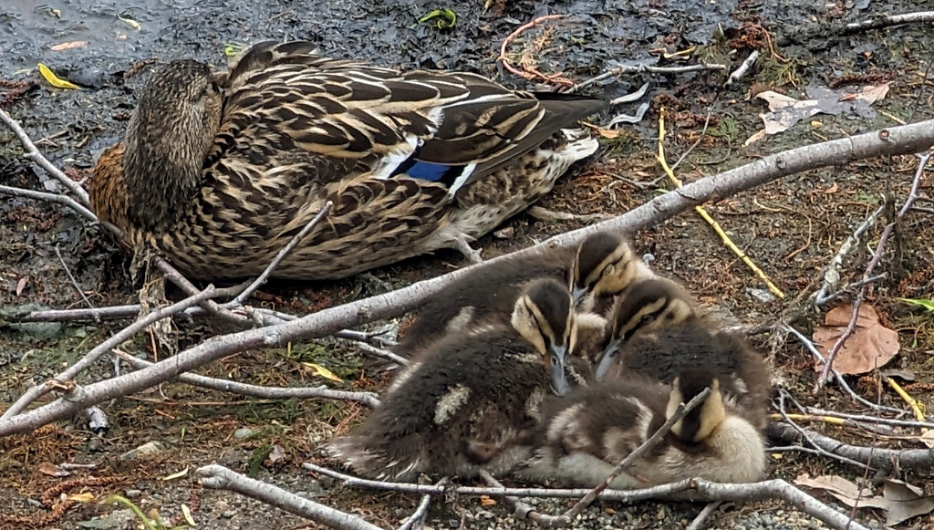 Snoozing duck and ducklings