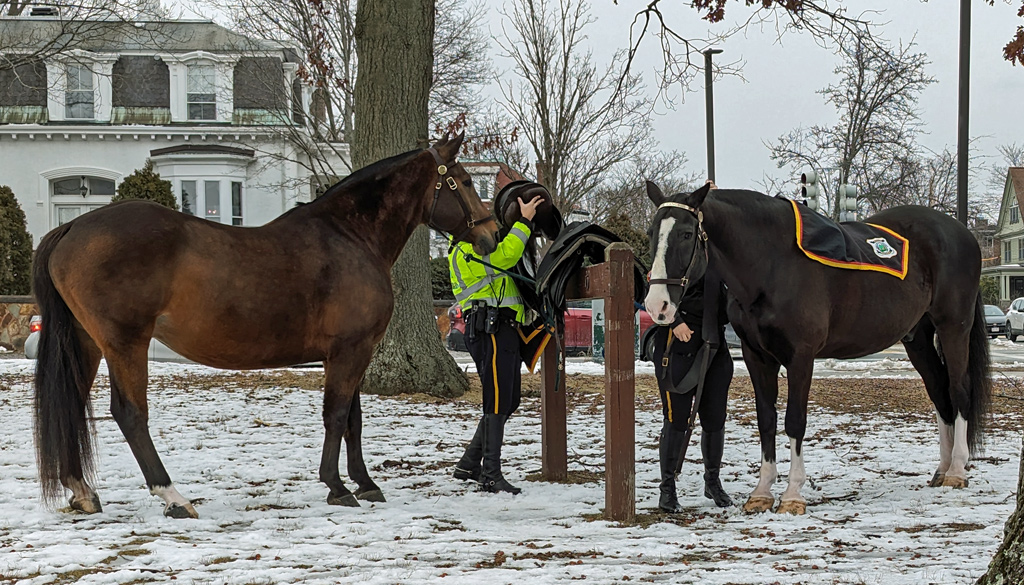 Two Boston Park rangers get horses ready for a ride around Jamaica Pond