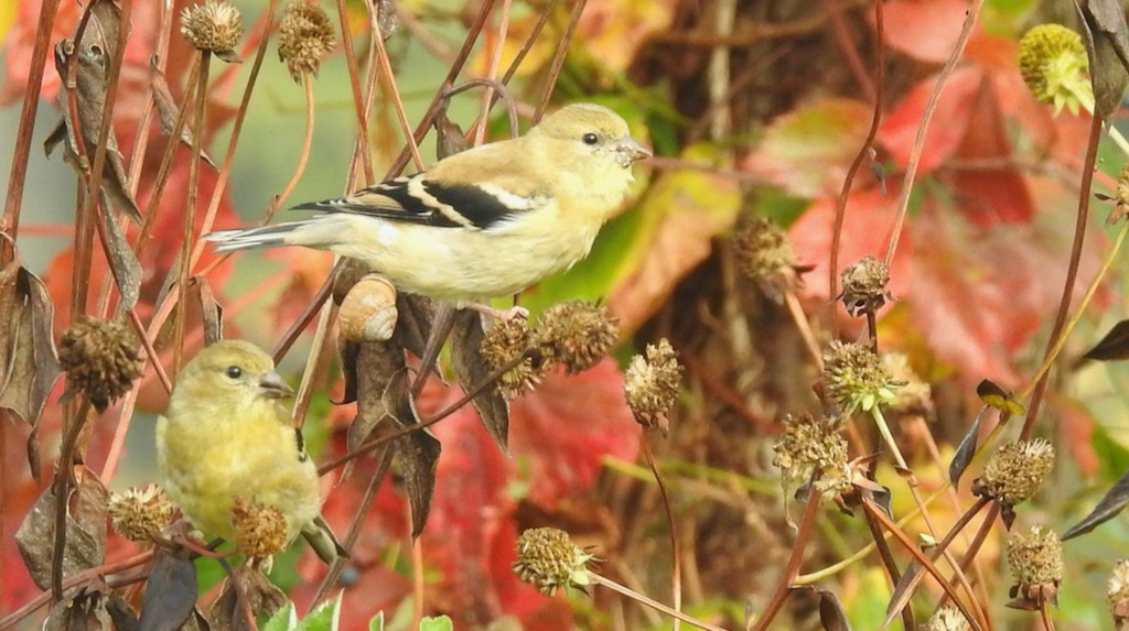 American goldfinches blend in with fall colors at Millennium Park