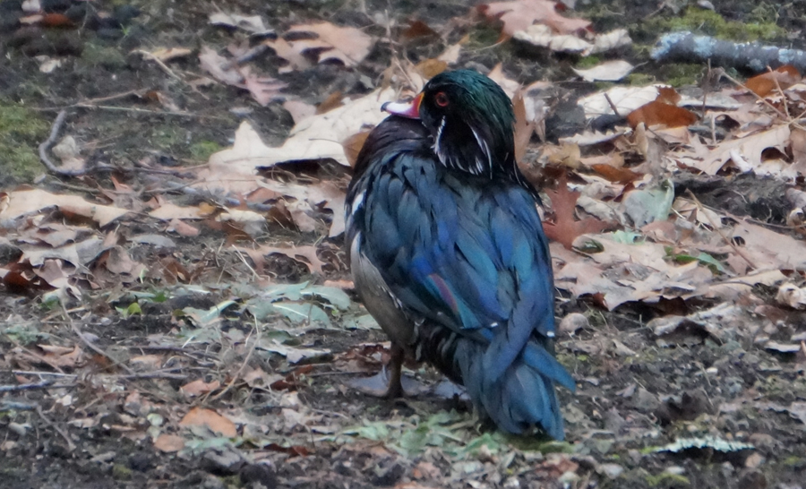 A wood duck covered in oil