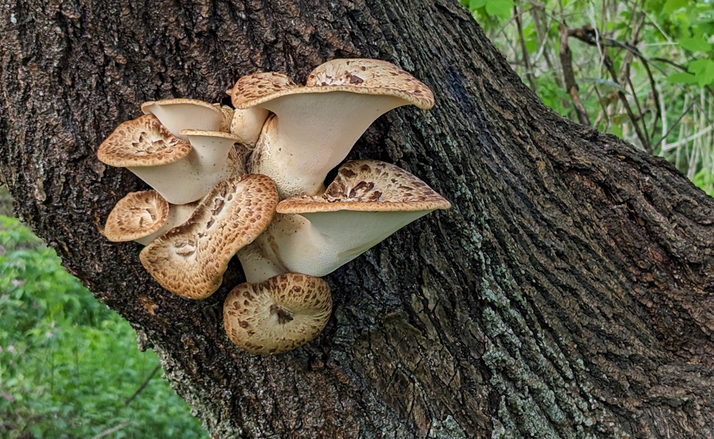 Mushrooms on a tree at Millennium Park