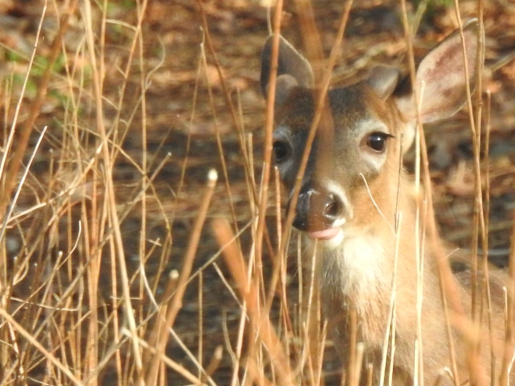 Young buck in the scrub at Millennium Park