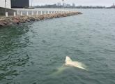 Dead shark off Columbia Point in Dorchester