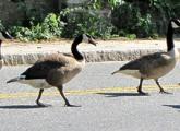 Geese in Hyde Park