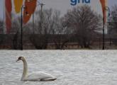 Swan in Dorchester