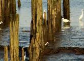 Lots of egrets at Port Norfolk