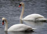 Swans in Jamaica Pond