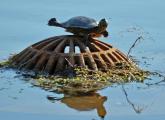 Turtle at Jamaica Pond