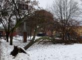 Tree down in Seven Hills Park in Somerville