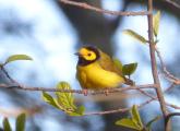 Hooded warbler at Chestnut Hill Reservoir