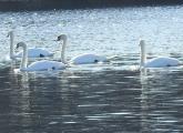 Swans in the Charles River