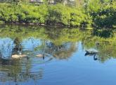 Atticus the swan and his cygnets