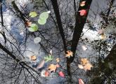 Fallen leaves in the water