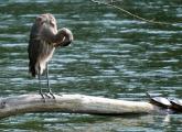 Heron preens while turtles watch