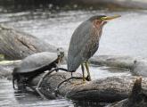 Turtle and green heron at Millennium Park in West Roxbury