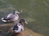 Ducks at Jamaica Pond