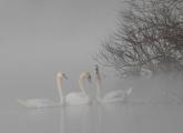 Three swans in the Charles River at Millennium Park