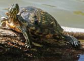 Turtle at Jamaica Pond