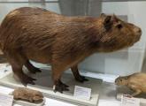 Stuffed capybara at Harvard museum