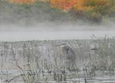 Great blue heron in the mist