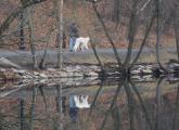 Dog walking reflections on Jamaica Plain