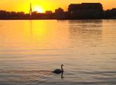 Swan in Chelsea Creek at Sunset