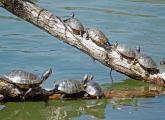 Lots of turtles at Jamaica Pond