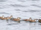 Family of wood ducks