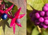 Fall berries at the Arnold Arboretum