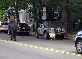 A horse, a dog and a police escort on Bunker Hill Street