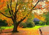 Orange tree at Forest Hills Cemetery